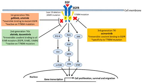 IJMS | Free Full-Text | Epidermal Growth Factor Receptor (EGFR) Pathway, Yes-Associated Protein ...