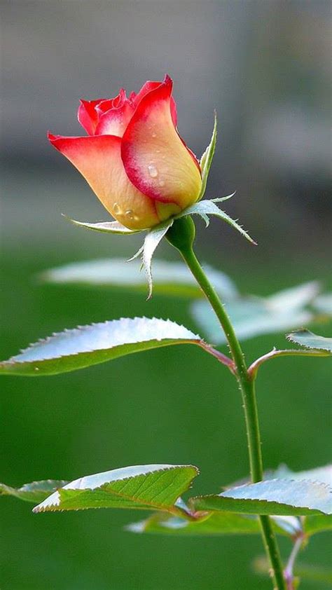 Free Rose Flower Photos and Wallpapers for Smartphones and Desktop ...