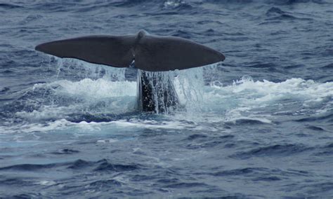 Whale-Watching Tour in the Azores, Azores Islands - The Travel Hacking Life