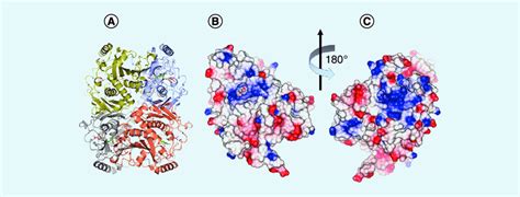 Representations of the enzyme chorismate synthase from Candida ...