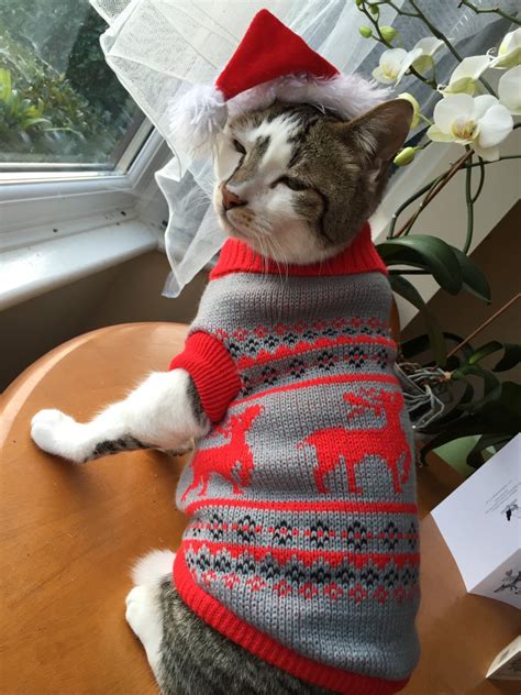 People are dressing cats in adorable Christmas sweaters and the cats ...