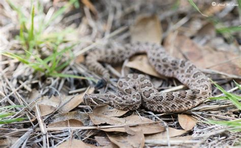 Are Baby Rattlesnakes Really More Dangerous than Adults? – Wild Snakes ...