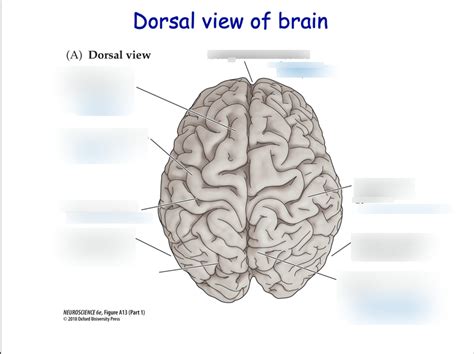 Dorsal View of Brain Diagram | Quizlet