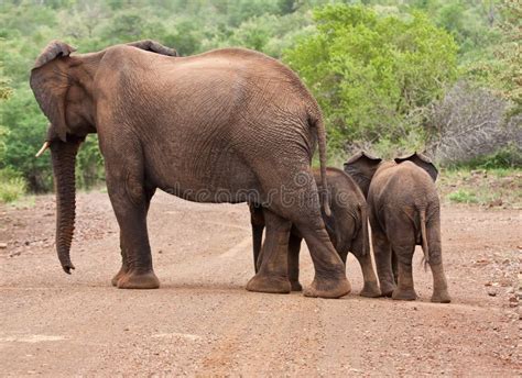 African Elephant Calf Walking Behind Mother Stock Image - Image of ...