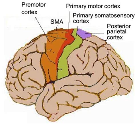 Motor Cortex Contributes to Word Comprehension - Neuroscience News