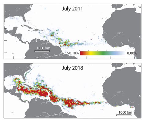 Scientists Discover The Largest Seaweed Bloom Ever Found, And It's ...