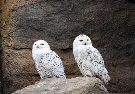 What Do Snowy Owls Eat? Are They Carnivores? - Optics Mag