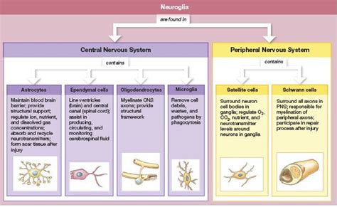 An Introduction to Neuroglia illustrating the functions of astrocytes, ependymal cells ...