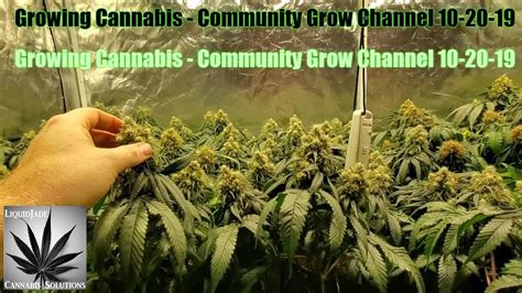 Growing Cannabis - Community Grow Channel 10-20-19 - YouTube