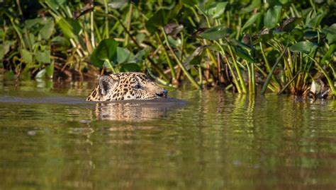 Jaguar Swimming | Good Nature Travel Blog