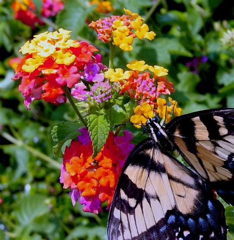 Butterfly Bush Varieties | What is a butterfly bush? Does it really ...