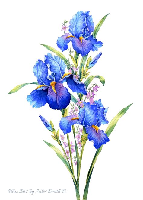 BLUE IRIS Watercolour Flower Print, Original Botanical Flower Painting ...