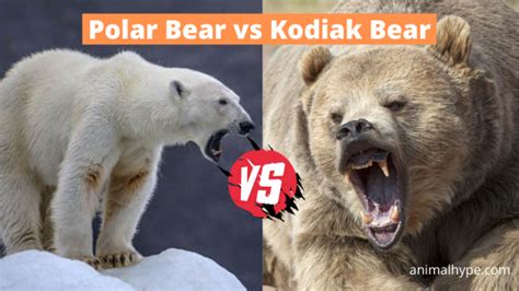 Polar Bear Vs Grizzly Bear Size Comparison