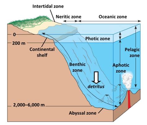 What are the major characteristics of the abyssal zone? | Socratic