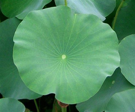 Lotus Facts, Health Benefits and Nutritional Value