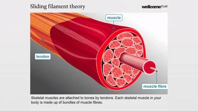Sliding filament theory in muscle contraction on Make a GIF