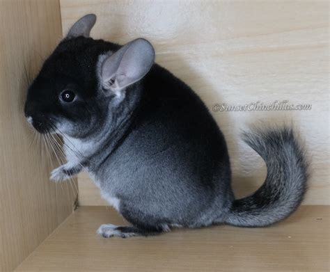 Black Velvet Chinchilla Pictures