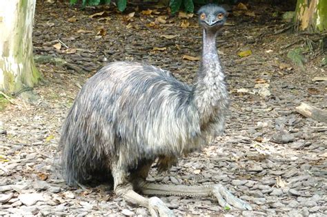 A guide to the world’s biggest flightless birds | Science News