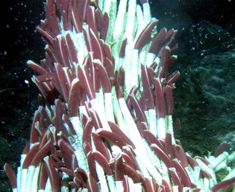 Giant Tube Worm – "OCEAN TREASURES" Memorial Library