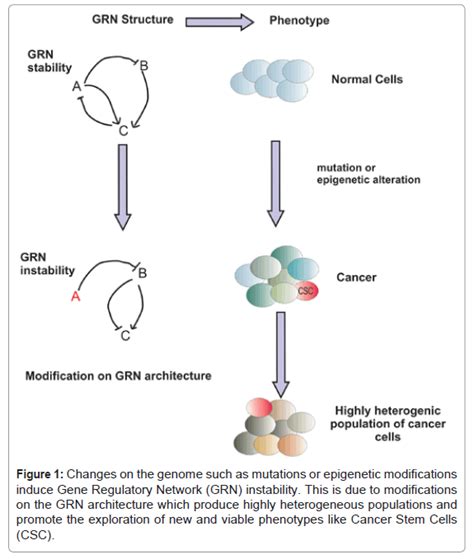 stem-cell-research-therapy-Gene-Regulatory-Network