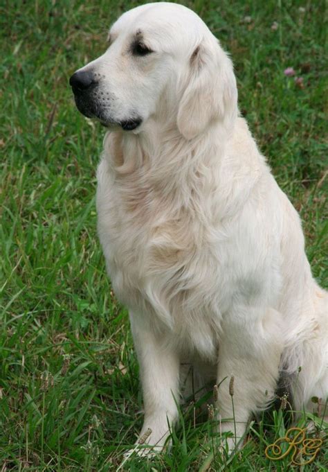 British Golden Retriever | 美しい犬, ゴールデンレトリバー, 白い犬