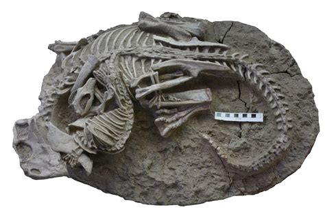 Unusual fossil shows rare evidence of a mammal attacking a dinosaur