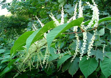 Invasive Japanese knotweed exacerbates flood risk