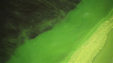 Blue-green algae: An explainer on the sludge blanketing Lake Okeechobee