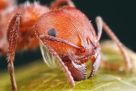 25 Insanely Detailed Macro Images Of Insects | Fstoppers