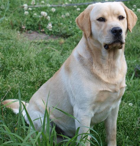 Yellow Lab Wallpaper Pictures - WallpaperSafari