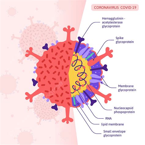 Structure Du Coronavirus Covid 19 Au Niveau Moléculaire, Structure, Coronavirus, 2019ncov PNG et ...