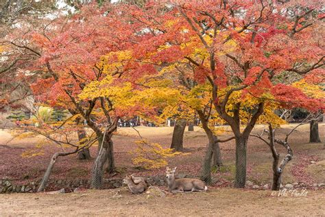 Fall at Nara Deer Park - Viki Pandit