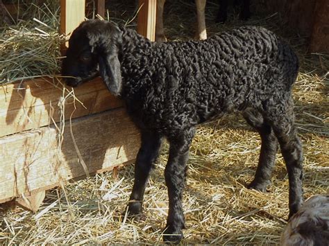 Karakul lambs born recently at RedGate Farm. | Christmas animals, Farm ...