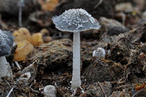 Coprinopsis cinerea - Alchetron, The Free Social Encyclopedia