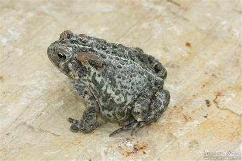 American Toad (Anaxyrus americanus) - Minnesota Amphibian & Reptile Survey