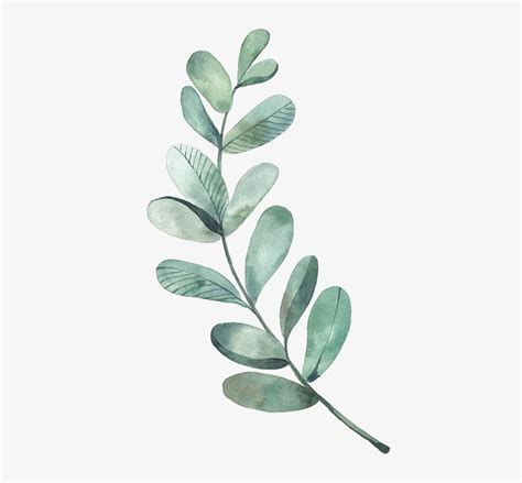 Leaf Drawing Watercolor Painting Illustration - Watercolor Eucalyptus Leaves Png - 564x814 PNG ...