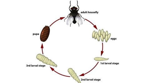 The Fruit Fly Life Cycle - YouTube