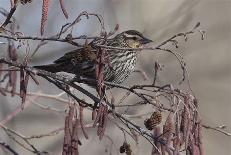 Female Red-winged Blackbird – Wildlife In Nature