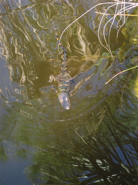 Wild baby alligator swimming toward me | We stopped at a wal… | Flickr