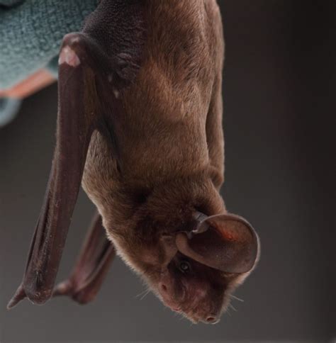 5 Fascinating Facts about the Florida Bonneted Bat - Bat Conservation ...