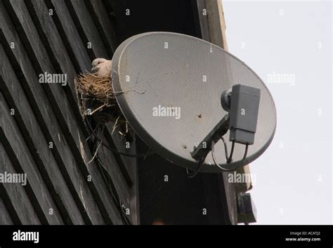 Eurasian Collared Dove Streptopelia decaocto nesting on Satellite dish ...