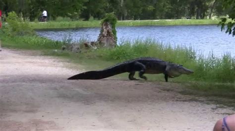 Brazos Bend State Park - TX - In HD !! Alligators, Birds & Snakes - Oh My !! - YouTube