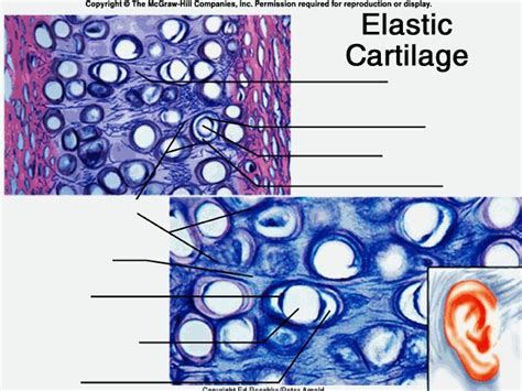 Elastic Cartilage Diagram