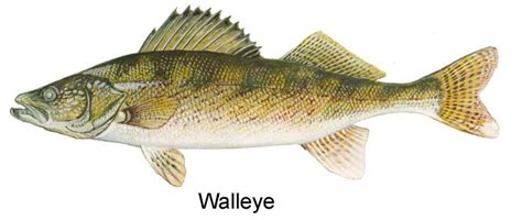 West Virginia DNR - Sport Fishing Species Identification | Walleye fishing, Fish, Walleye