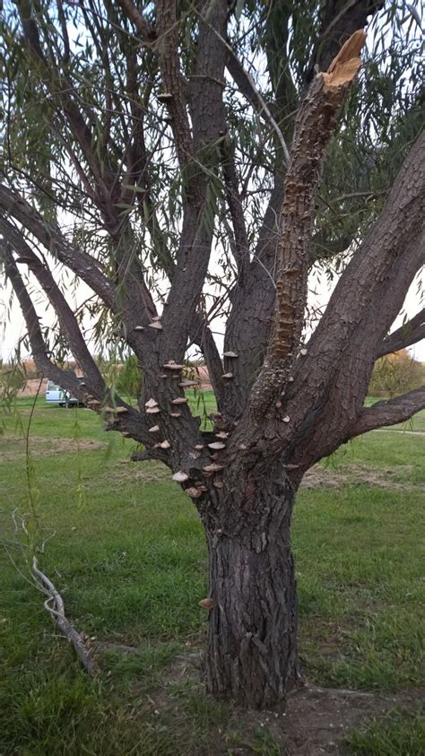 identification - Weeping Willow tree half dead with an abundance of hard fungus, How do I save ...