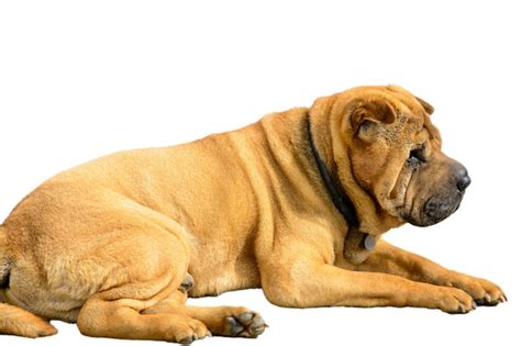 Premium Photo | Big dog on a white background red dog sharpei dog isolated on white background dog