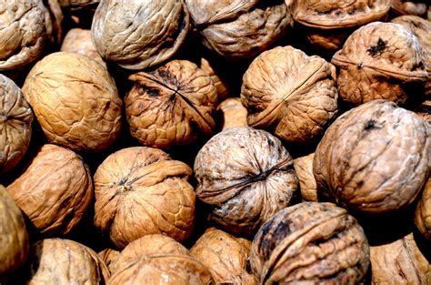 Walnuts Free Stock Photo - Public Domain Pictures