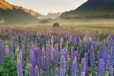 New Zealand Lupine Flower Field with Mountain Background Stock Image ...