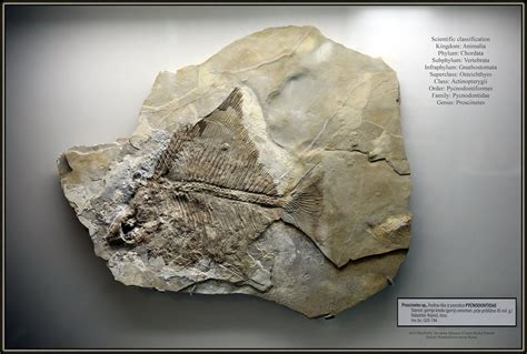 Paleontology Paleontologija Fossils Fosili | Flickr