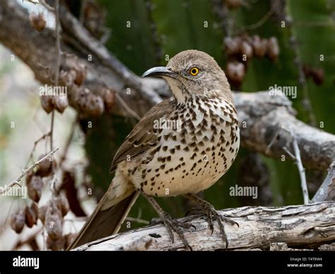 Thrasher gris, Toxostoma cinereum, un hermoso y emocionante de aves endémicas del desierto del ...